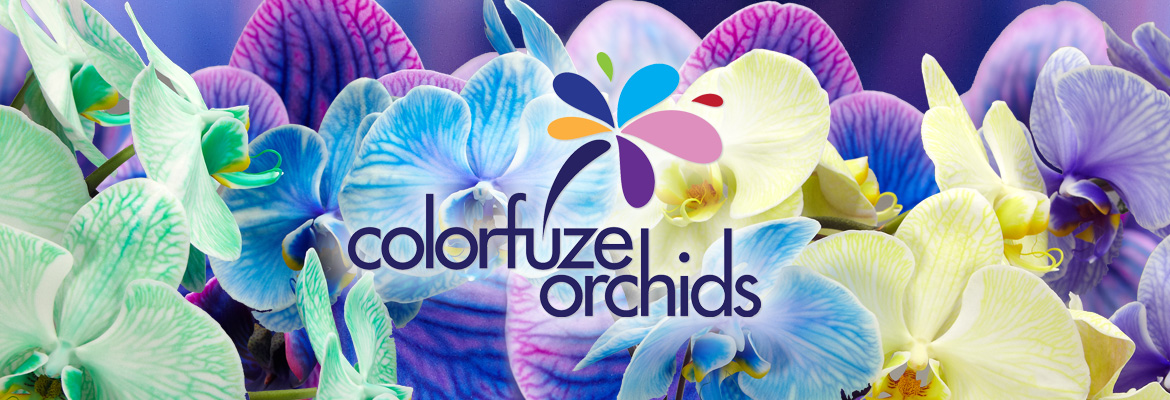 Our Colorfuze Orchids - Plainview Pure