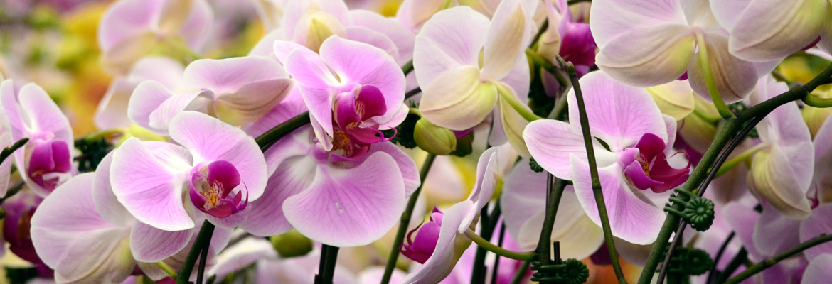 Presenting Water Pearl Beads, Your Orchids Best Friend - Plainview