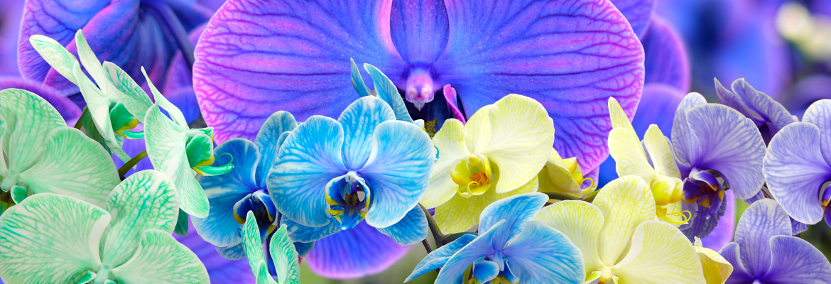 Colorfuze Orchids Are Blooming In Kaleidoscope Colors - Plainview Pure.