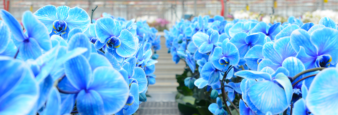 pure-beauty-orchid-plainview-growers-1-800-flowers-orchids-colorfuze-blue-diamond-rows-04