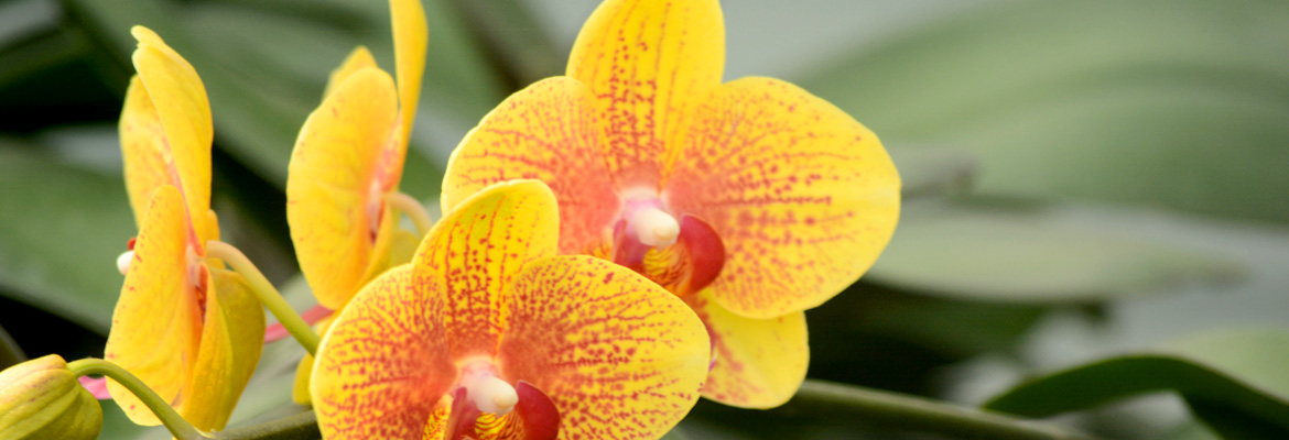 pure-beauty-orchids-plainview-growers-pompton-plains-new-jersey-micro-mini-yellow