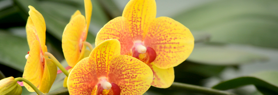 Our Colorfuze Orchids - Plainview Pure