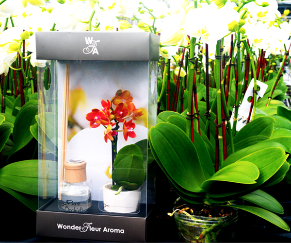 wonder-fleur-reed-diffuser-mini-pure=beauty-orchids-plainview-growers-1-800-flowers-02