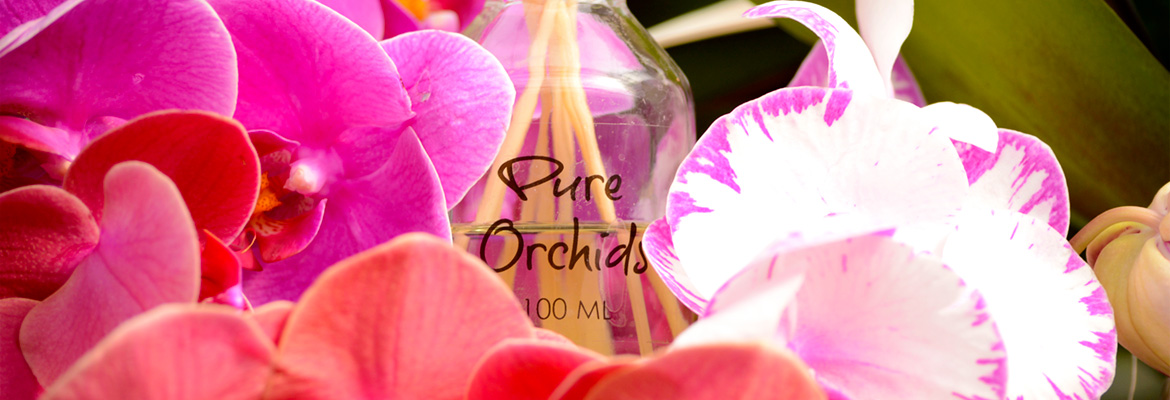 wonder-fleur-perfect-gift-orchids-pure-beauty-plainview-growers