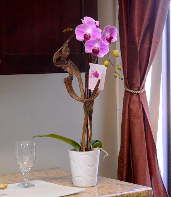 Presenting Water Pearl Beads, Your Orchids Best Friend - Plainview