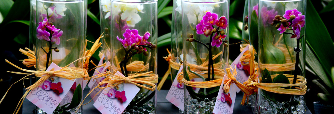 Presenting Water Pearl Beads, Your Orchids Best Friend - Plainview Pure