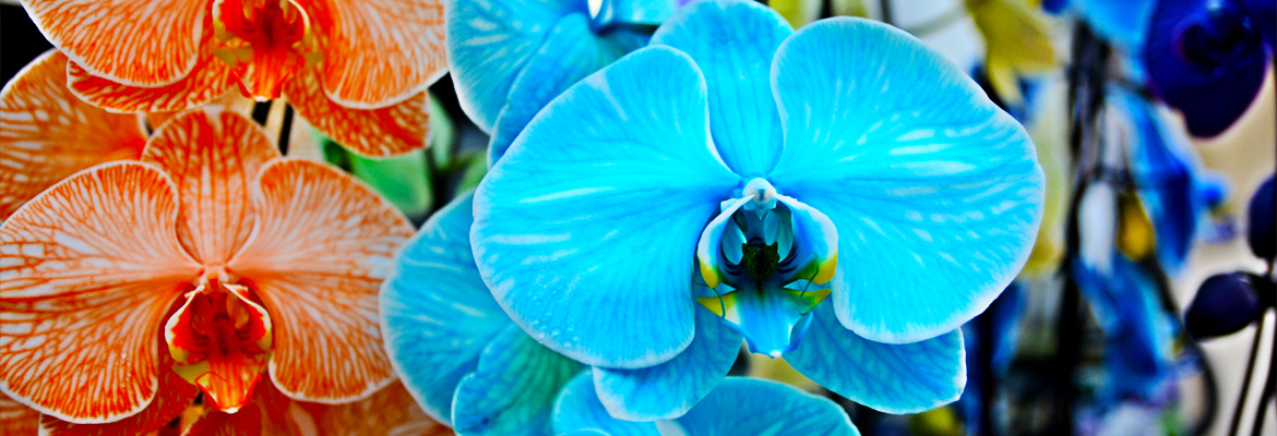 pure-beauty-orchids-colorfuze-orange-sorbet-ocean-blue-plainview-growers-1-800-flowers