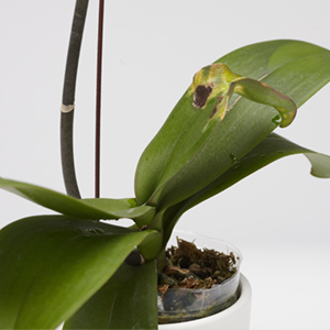 How On Earth Do I Care For My Beautiful New Orchid? - Plainview Pure