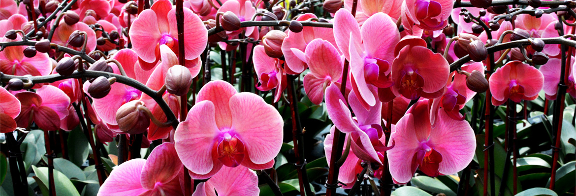 Presenting Water Pearl Beads, Your Orchids Best Friend - Plainview