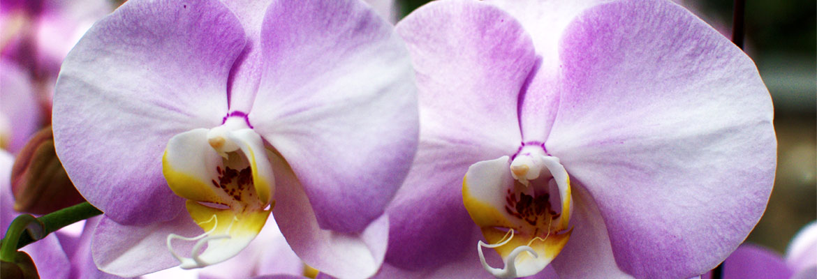 The Amazing True History Of Orchids And What Their Colors Represent Plainview Pure