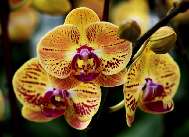 Colorful orchids online