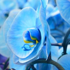 plainview-pure-blue-diamond-orchids