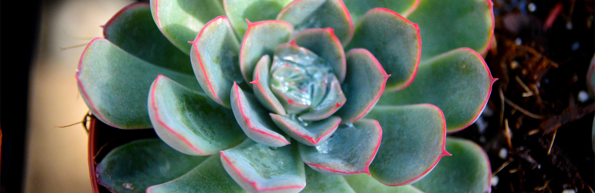 plainview-pure-growers-succulents-greenhouse-growers-new-jersey-van-vugt