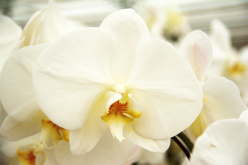 Plainview Pure Orchids Quality Plant Products Plainview Pure 