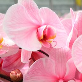 plainview-pure-pink-lemonade-orchids