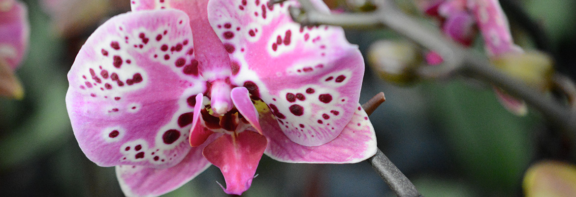 Top 10 Orchids for the Home