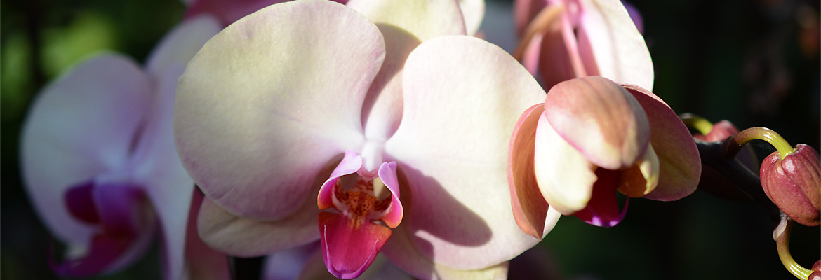 Presenting Water Pearl Beads, Your Orchids Best Friend - Plainview