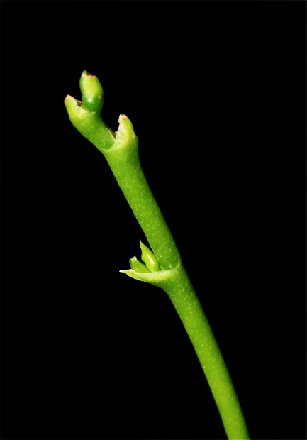 plainview-pure-orchids-roots-stems