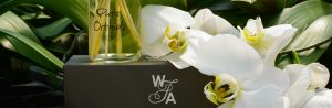 plainview-pure-orchids-wonder-fleur