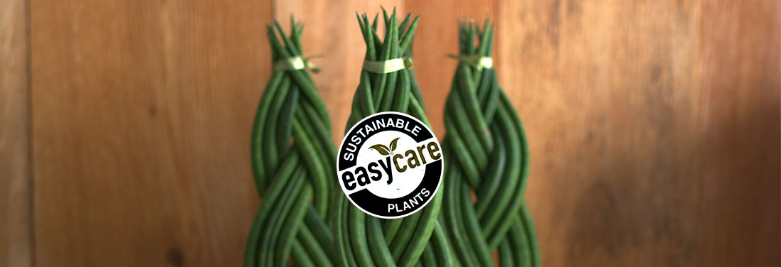 easycare-plants-sansevieria-plainview-growers