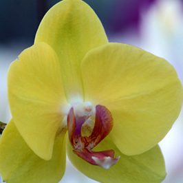 plainview-pure-orchids-mudflower-media-web-graphic-design-saint-augustine-florida-01