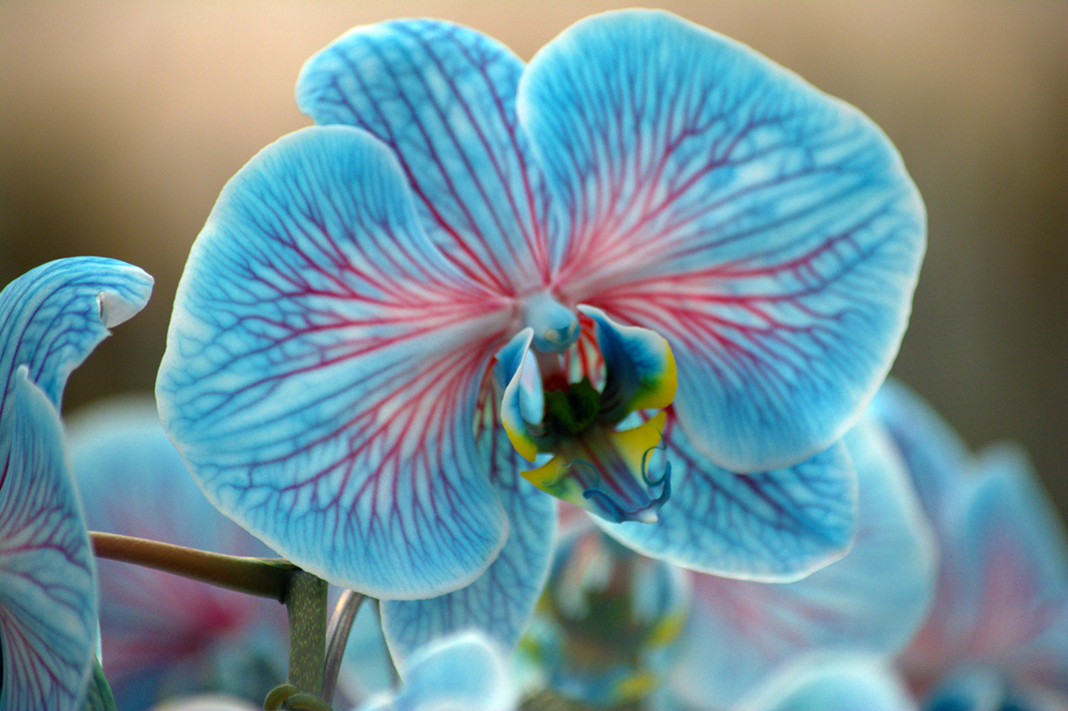 colorfuze-orchids-cool-peppermint-plainview-pure-flowers-1-800-flowers-van-vugt