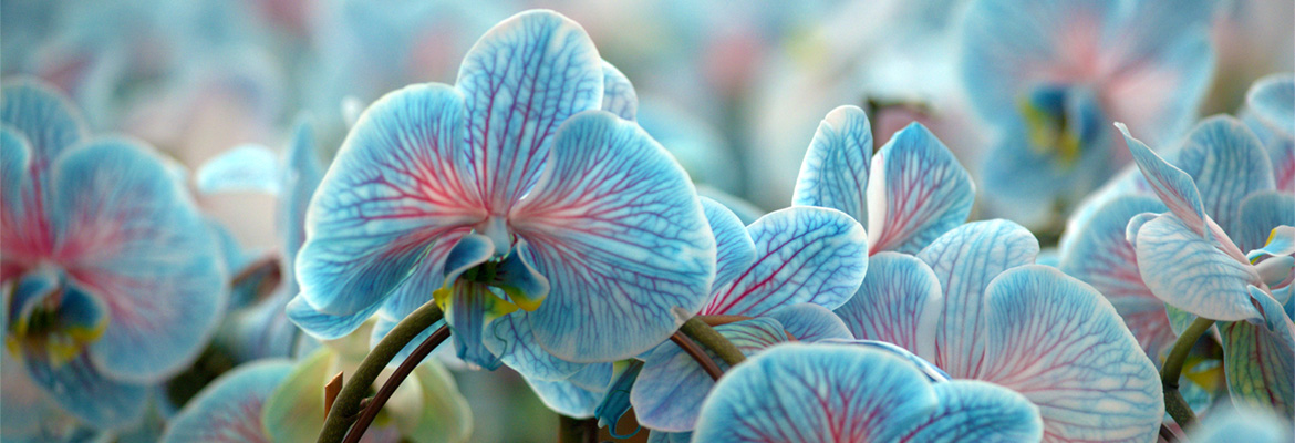 colorfuze-orchids-cool-peppermint-plainview-pure-flowers-1-800-flowers