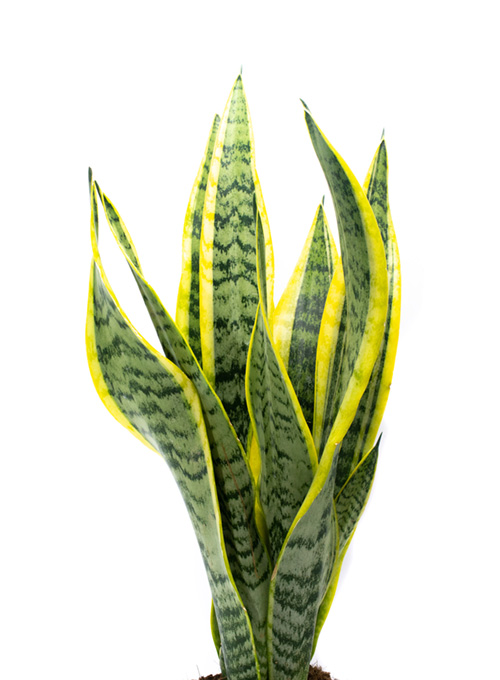trifasciata-laurenti-golden-green-plants-plainvew-pure-01