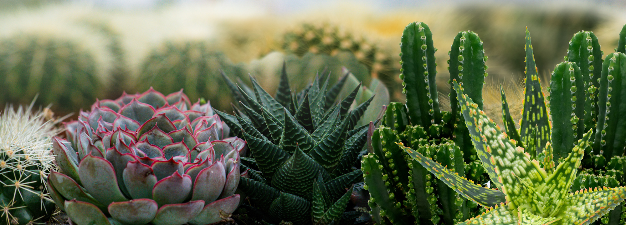 cacti-kaktus-cactus-plainview-pure-premium-orchids-succulents