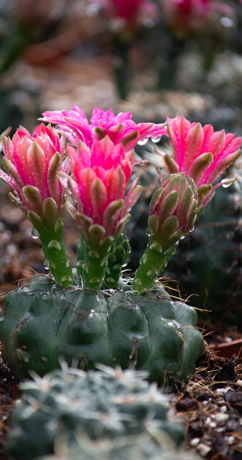 plainview-pure-cactus-succulents