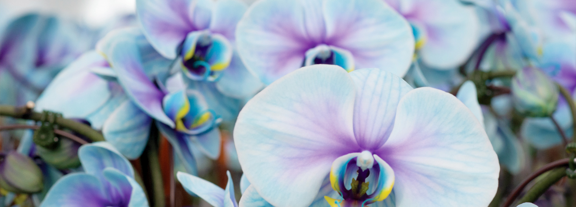 plainview-pure-premium-orchids